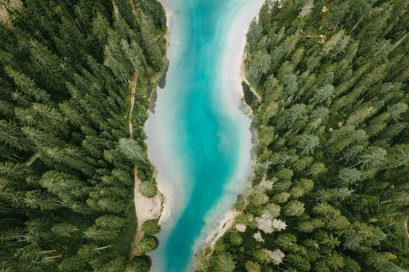 Trees of Lago di Braies