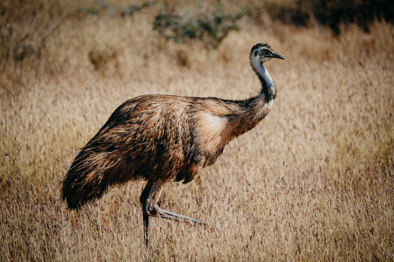 Emu Export