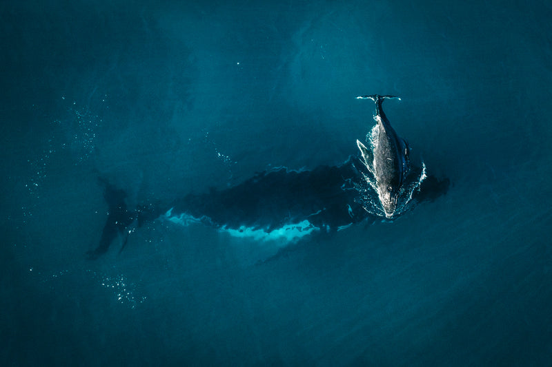 Whale Play