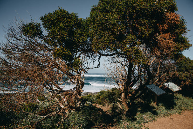 Tree Tunnels