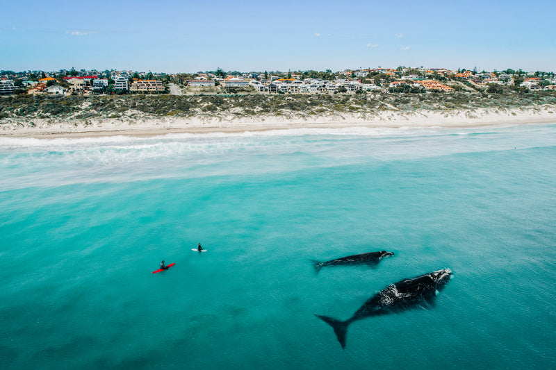 West Coast Whales