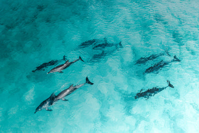 Dolphin Locals